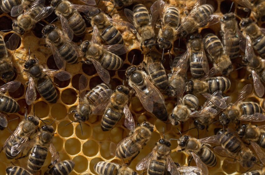  Pesticides, herbicides et fongicides détectés dans la cire d’abeille de l’État de New York