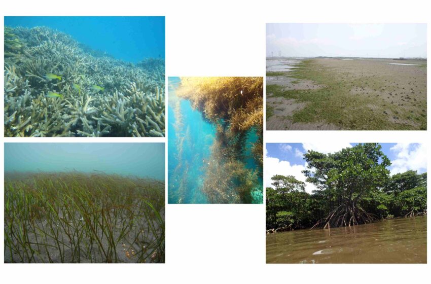  Prédire le sort des écosystèmes côtiers peu profonds pour l’année 2100