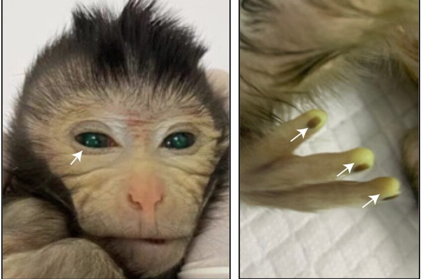  Première naissance vivante d’un singe chimérique utilisant des lignées de cellules souches embryonnaires