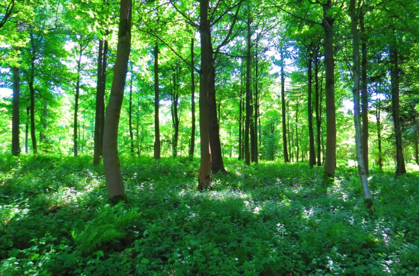  Selon une étude, les forêts comptant plusieurs espèces d’arbres sont 70 % plus efficaces en tant que puits de carbone que les forêts en monoculture.