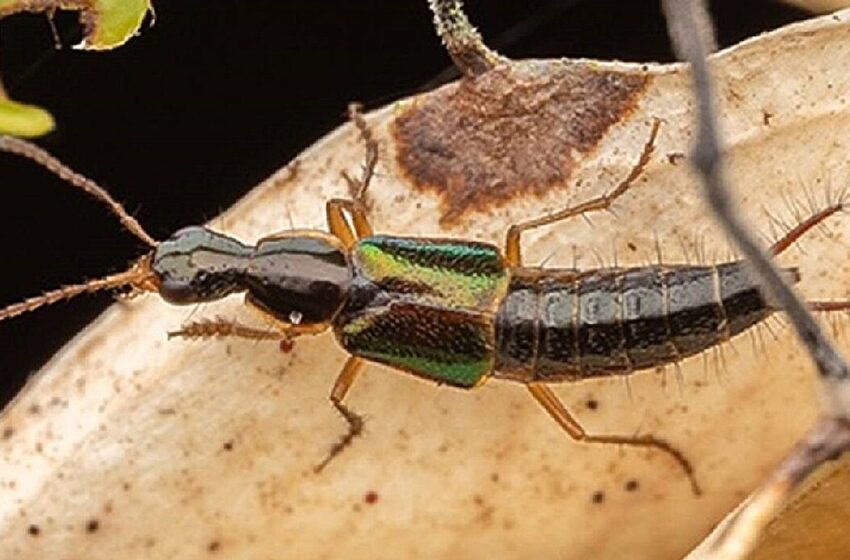  Six espèces de coléoptères récemment découvertes, dont une avec des organes génitaux en forme de décapsuleur
