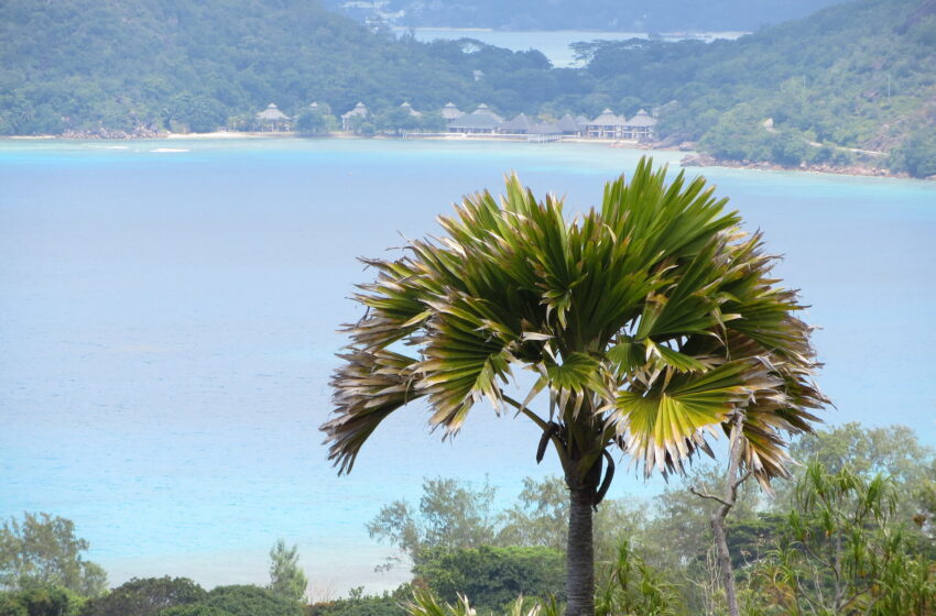 Sur deux petites îles de l’océan Indien, un palmier en voie de disparition doté de la plus grosse graine du monde