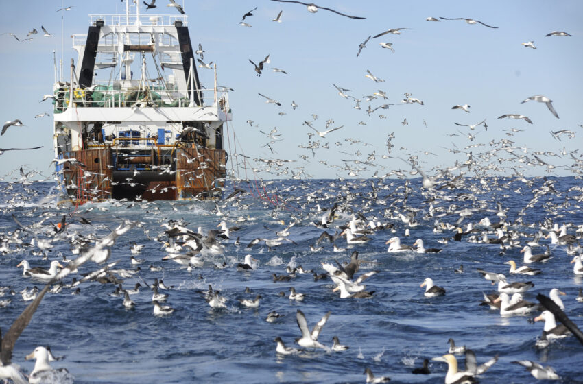  Un « cartel du poisson » pour l’Afrique pourrait profiter aux pays et à leurs mers
