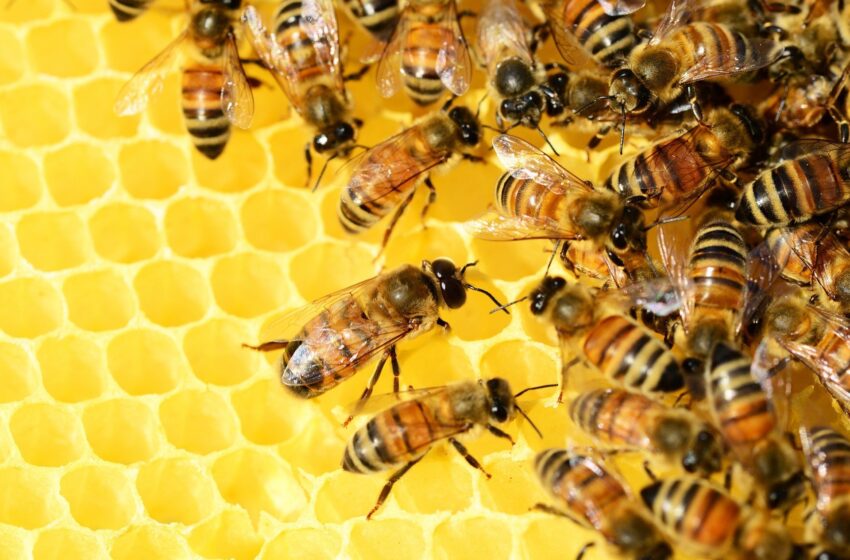  Un nouveau portail centralisé de pollinisation pour de meilleures données mondiales sur les abeilles crée un buzz