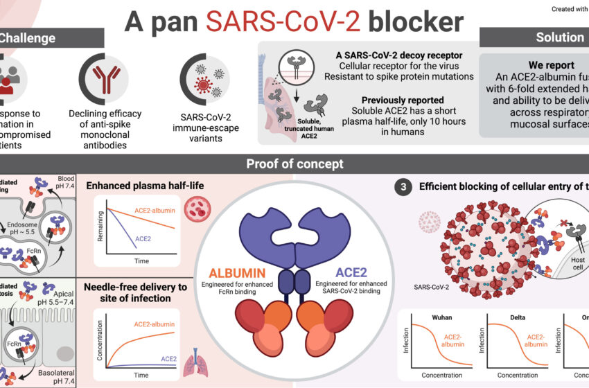  Un produit biologique à action prolongée doté de propriétés de transport transmuqueux qui arrête les variantes du virus SARS-CoV-2