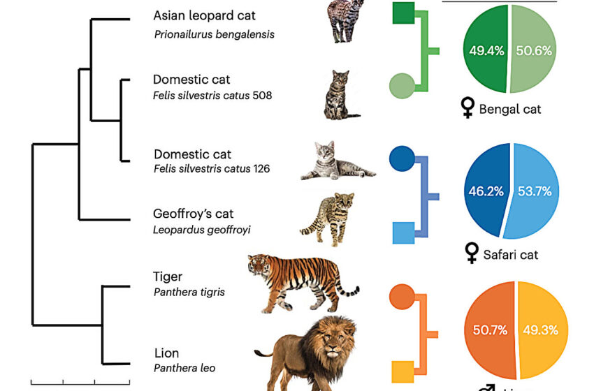  Un projet de séquençage du génome révèle de nouveaux secrets sur l’évolution du chat