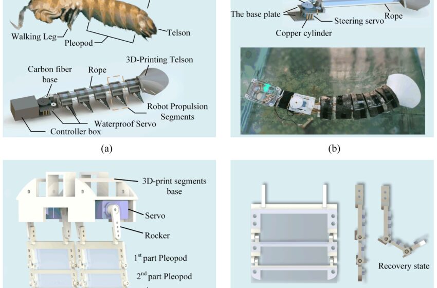  Un robot inspiré de la crevette-mante pour explorer des environnements sous-marins étroits