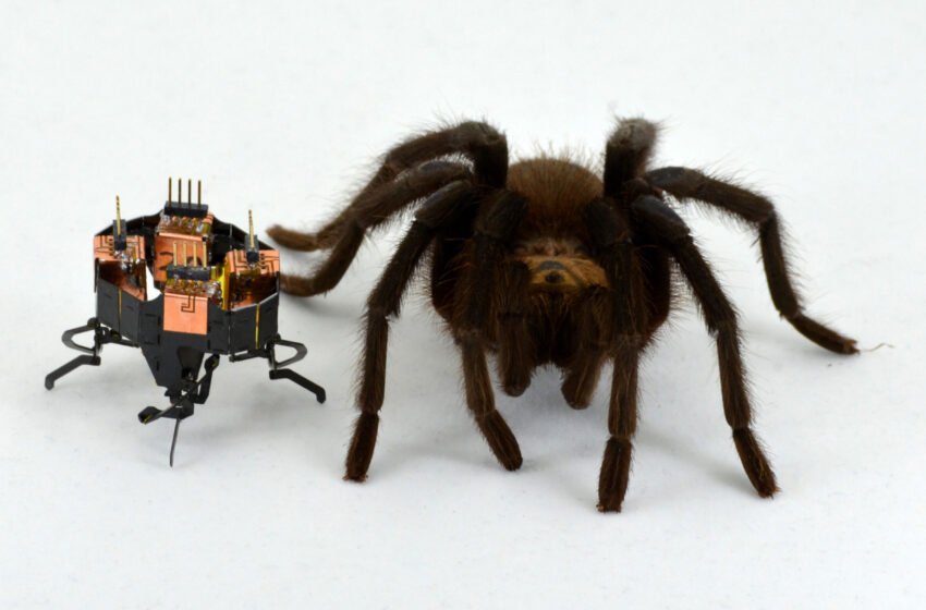  Un robot qui change de forme, inspiré de l’araignée, désormais encore plus petit