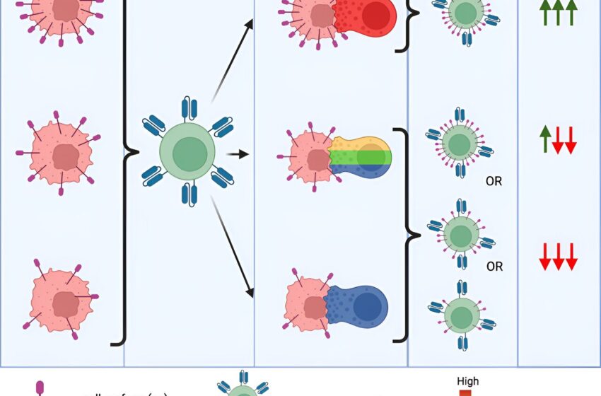  Une cible prometteuse pour les cellules CAR T aide le cancer à tromper le système immunitaire