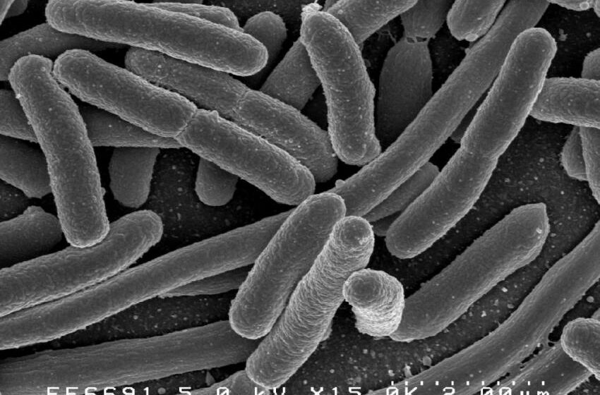  Une équipe de recherche développe des polymères capables de tuer les bactéries