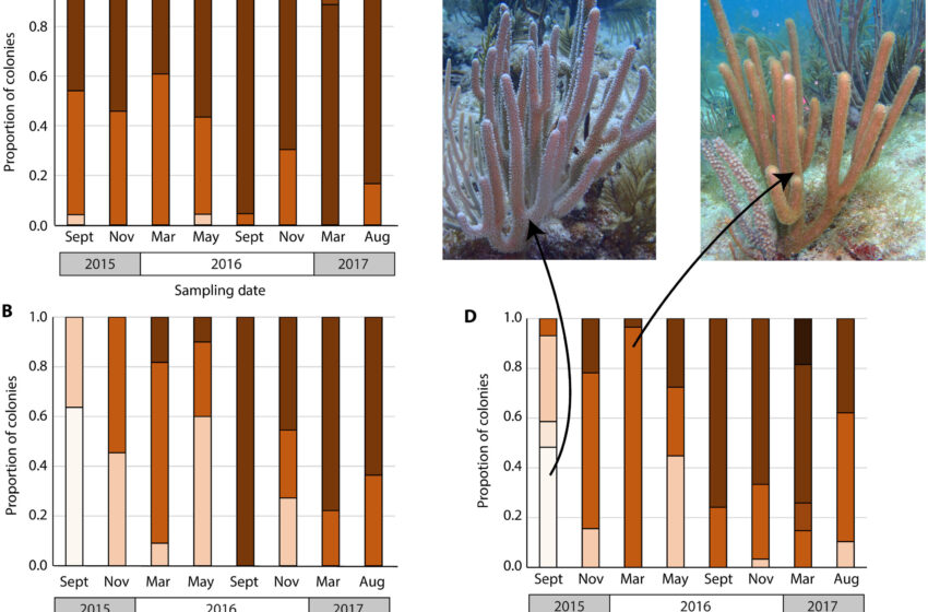  Une étude identifie des espèces d’algues clés qui aident les coraux mous à survivre au réchauffement des océans