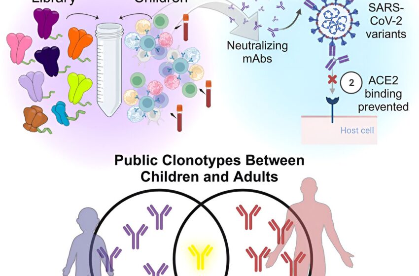  Une étude montre que les anticorps des enfants sont très puissants contre le COVID-19