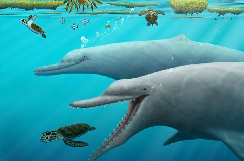  Une étude révèle de nouveaux indices sur la façon dont les baleines et les dauphins en sont venus à utiliser l’écholocation