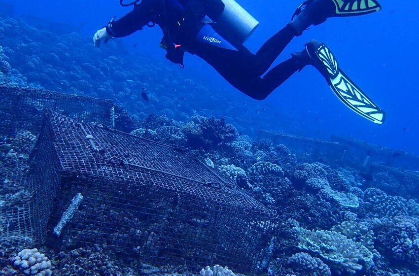  Certaines espèces de coraux pourraient être plus résilientes au changement climatique qu’on ne le pensait auparavant