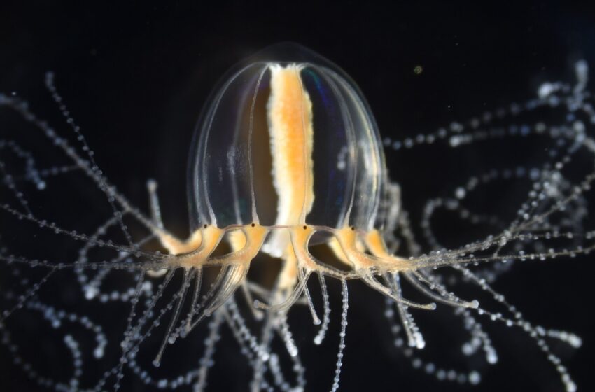  Comment les méduses régénèrent leurs tentacules fonctionnels en quelques jours