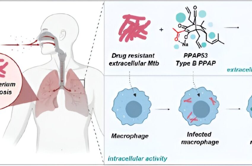 De nouveaux composés prometteurs dans la lutte contre la tuberculose et les maladies neurodégénératives