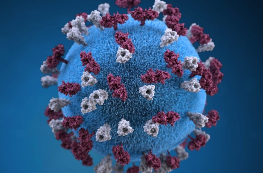  Des chercheurs cartographient la façon dont le virus de la rougeole se propage dans le cerveau humain