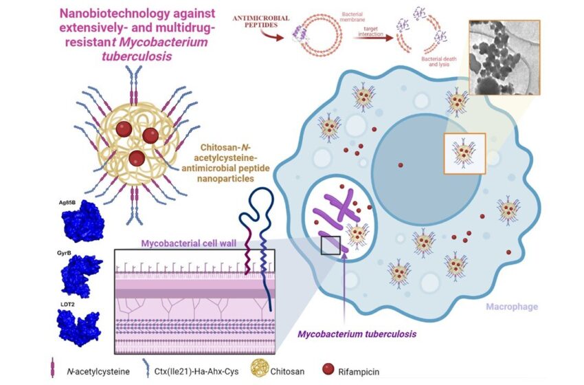  Des nanoparticules ayant une action antibactérienne pourraient raccourcir la durée du traitement contre la tuberculose