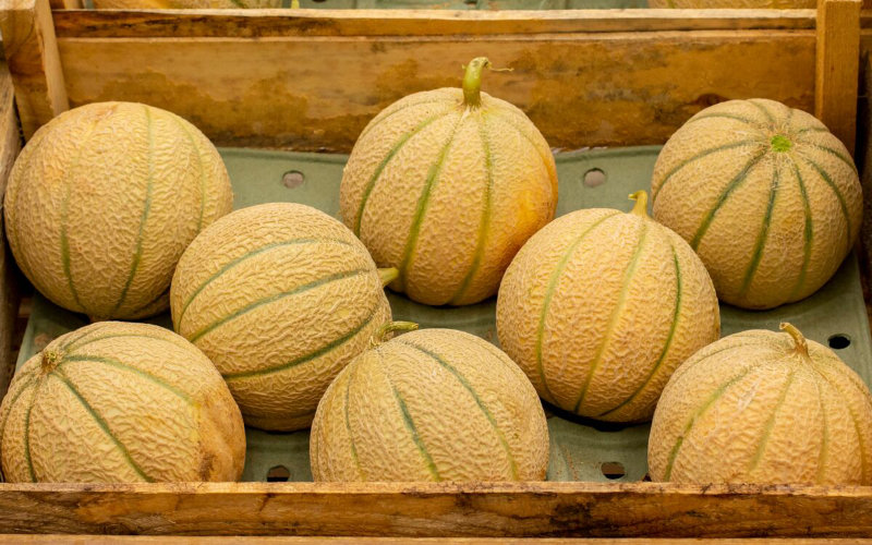  Exportations record de melons marocains vers l’Espagne