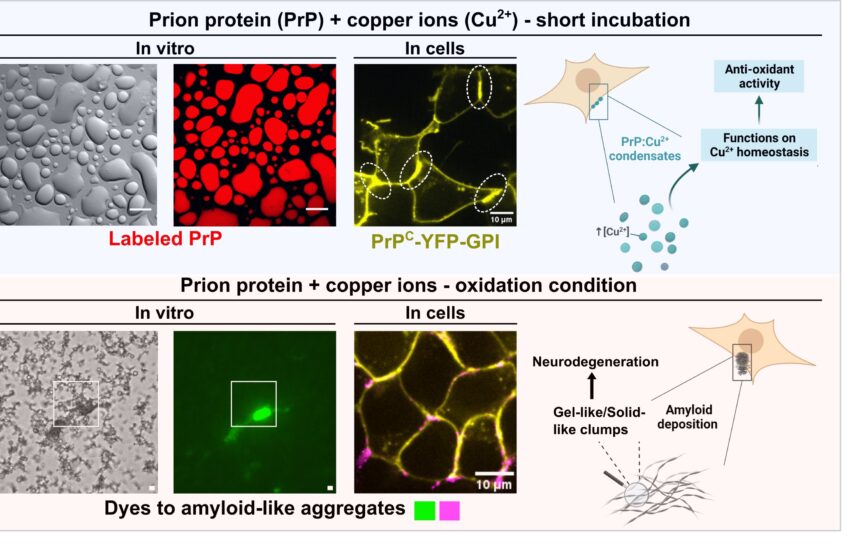  La protéine prion orchestre la séparation des phases liquide-liquide avec le cuivre