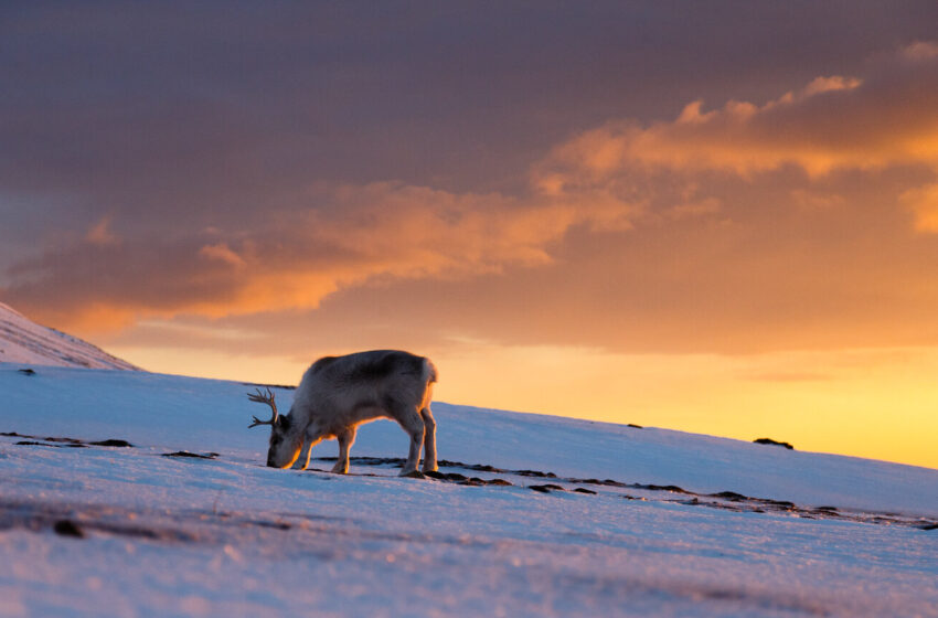  La vision des rennes a peut-être évolué pour repérer leur nourriture préférée dans l'obscurité enneigée de l'hiver