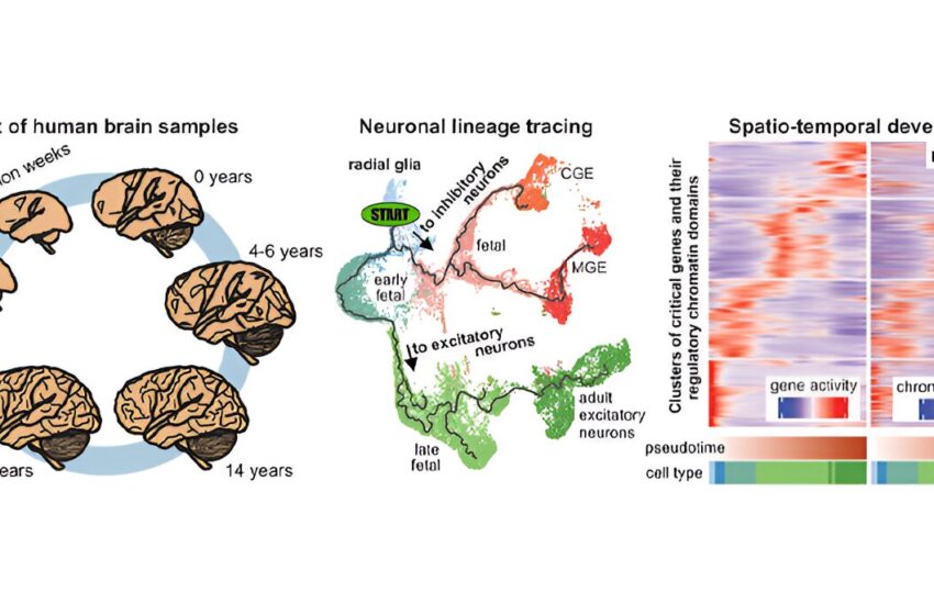  Le premier atlas « multiome » du développement cellulaire dans le cortex cérébral humain, de la naissance à l'âge adulte