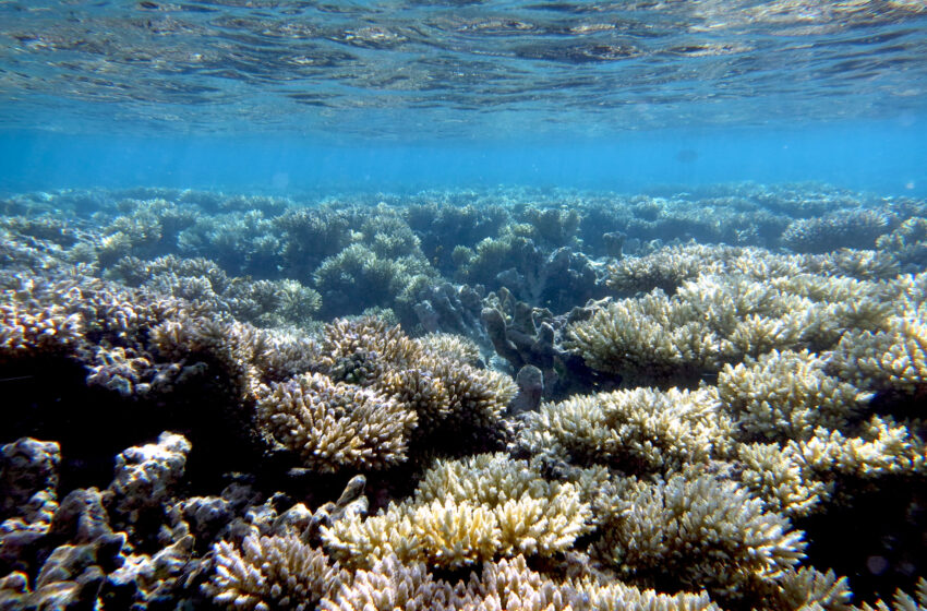  Les amis à plumes peuvent devenir des aides improbables pour les récifs coralliens tropicaux confrontés à la menace du changement climatique