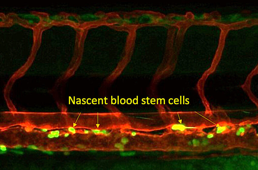  Les chercheurs découvrent une étape cruciale dans la création de cellules souches sanguines