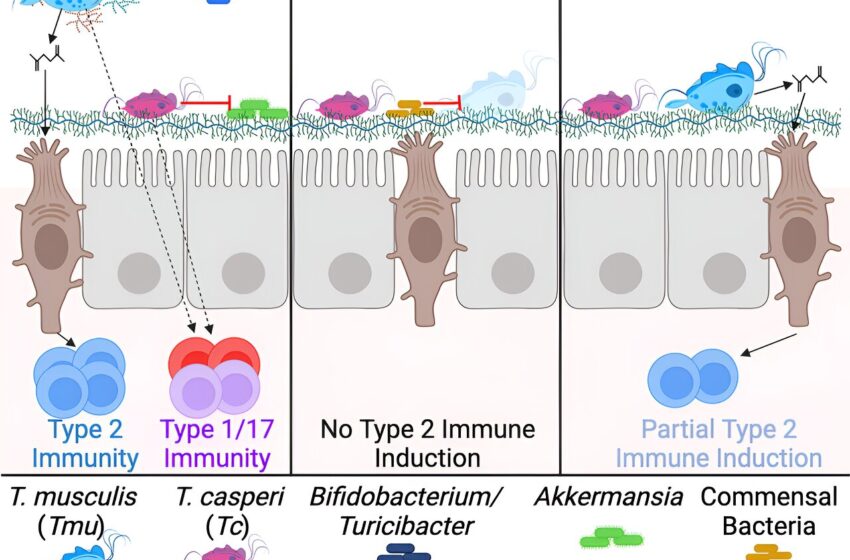  Les chercheurs découvrent une grande diversité de protistes dans le phylum des Parabasalia chez la souris et chez l'homme