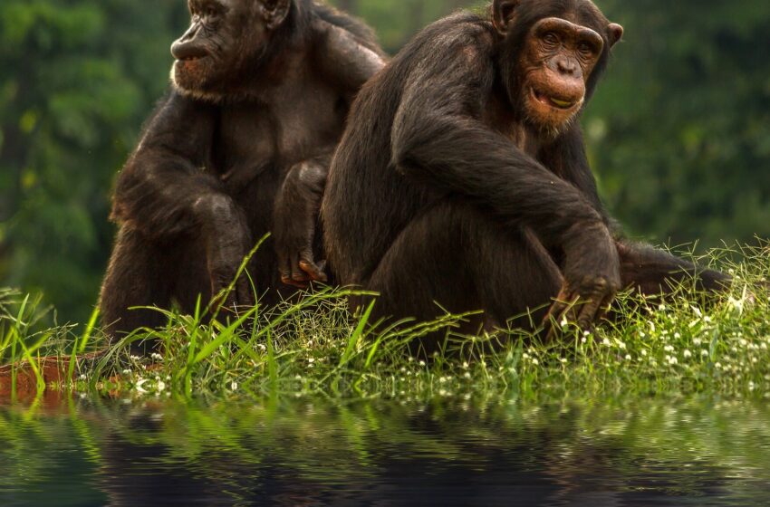  Les chimpanzés et les bonobos peuvent reconnaître les amis et la famille perdus depuis des décennies, selon des chercheurs