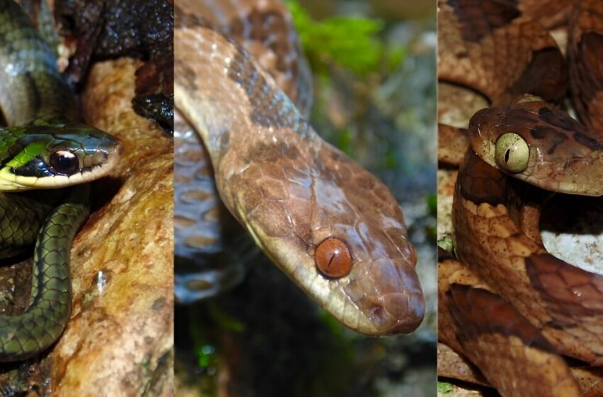 Les crânes de serpents montrent comment les espèces s’adaptent à leurs proies