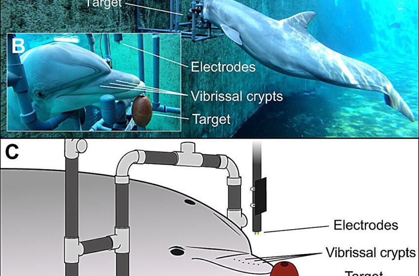 Les grands dauphins peuvent détecter les champs électriques, selon une étude