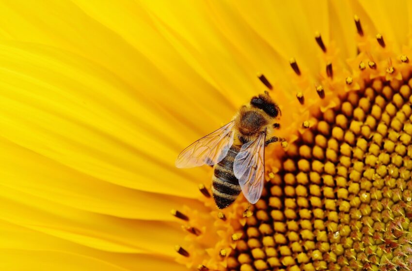  Les ingrédients « inertes » des pesticides pourraient être plus toxiques pour les abeilles que ne le pensaient les scientifiques