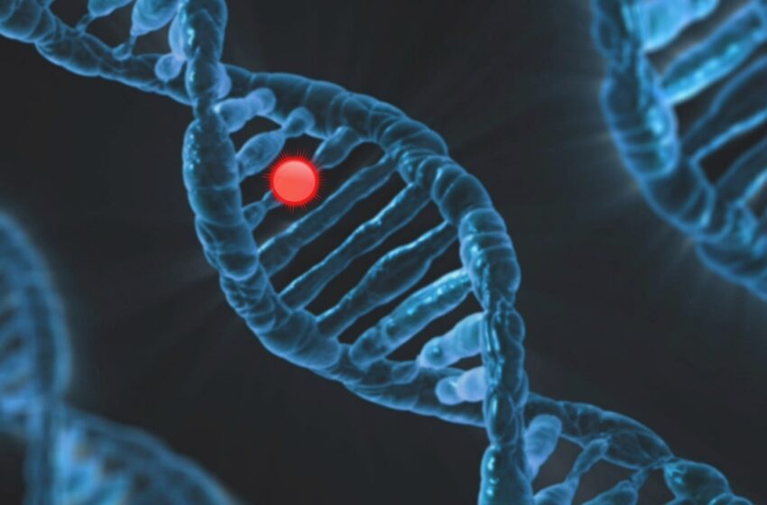  Les mutations génétiques qui favorisent la reproduction ont tendance à raccourcir la durée de vie humaine, selon une étude