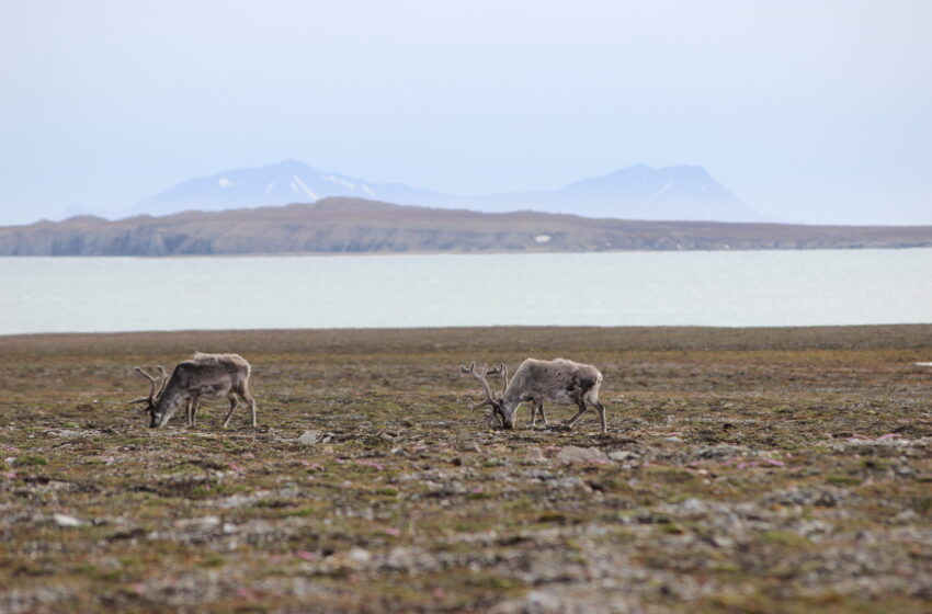  Les oies dépassent les impacts des rennes sur les écosystèmes arctiques