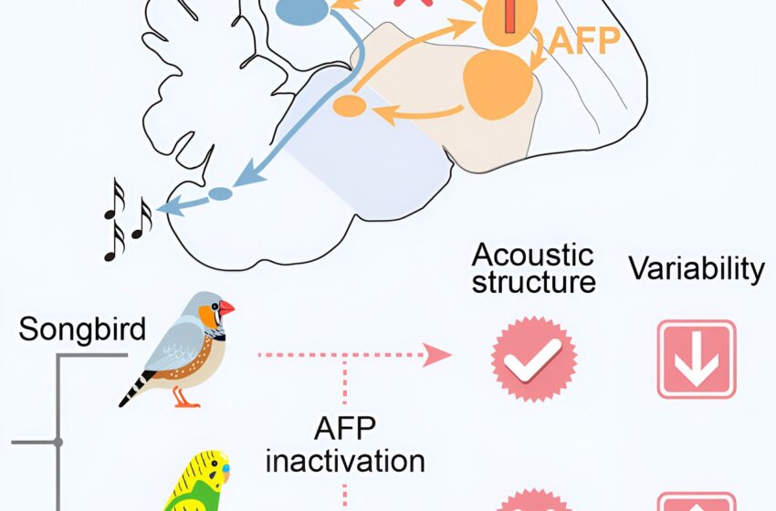  Les perroquets et les oiseaux chanteurs ont développé des mécanismes cérébraux distincts, selon une étude
