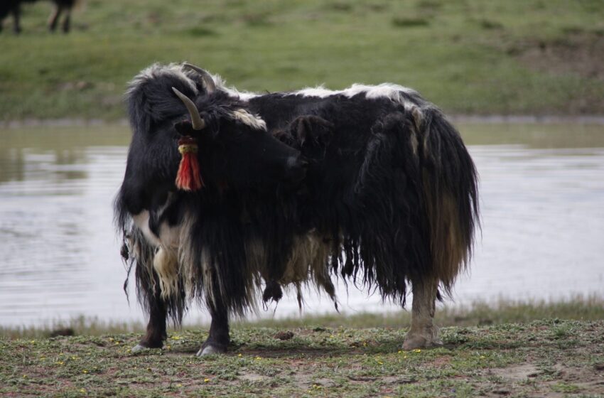  Les premières preuves de l'existence d'un yak domestique trouvées grâce à l'archéologie et à l'ADN ancien