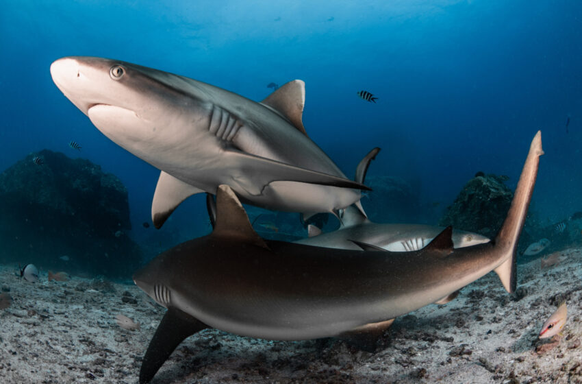  Les requins gris de récif au repos changent ce que nous savons sur leur façon de respirer