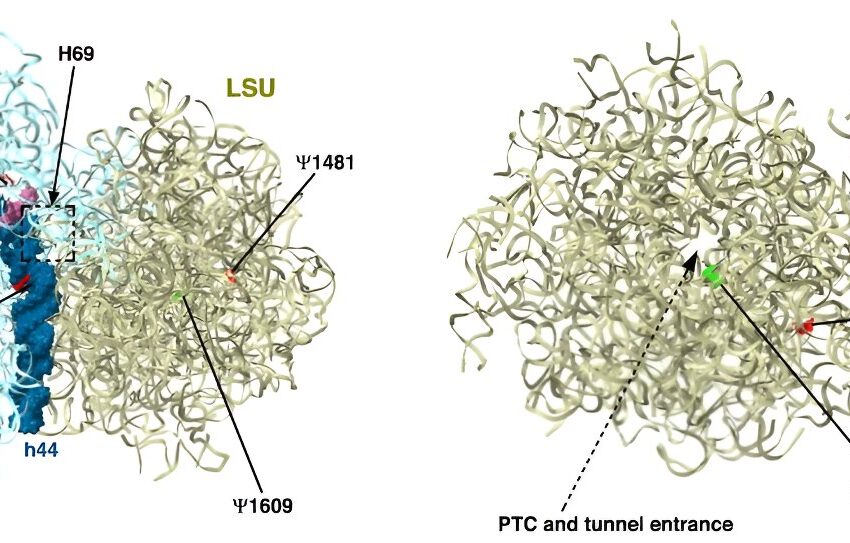  Les scientifiques découvrent une nouvelle manière d’attaquer le parasite trypanosome via son ribosome