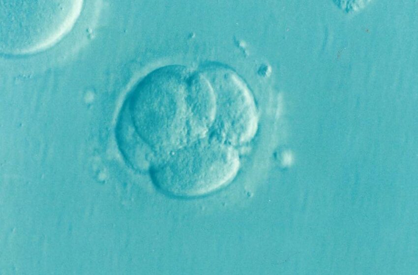  Les scientifiques identifient une cause clé de l'infertilité féminine