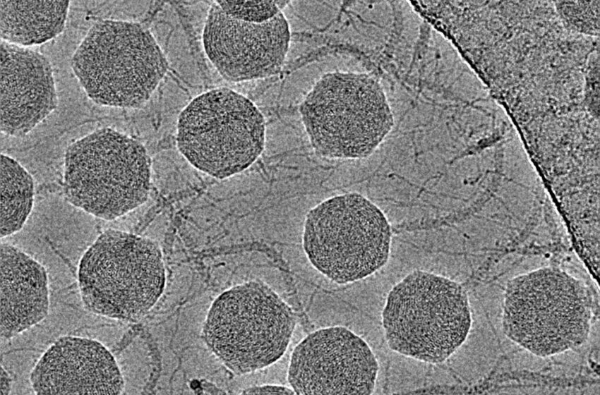  Les scientifiques révèlent la structure moléculaire d'un bactériophage complexe