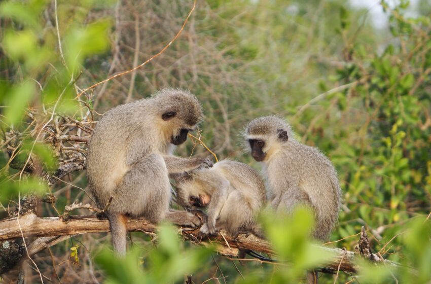  Les singes vervet suivent différentes « normes » sociales et réagissent à la « pression des pairs », selon une nouvelle étude à long terme
