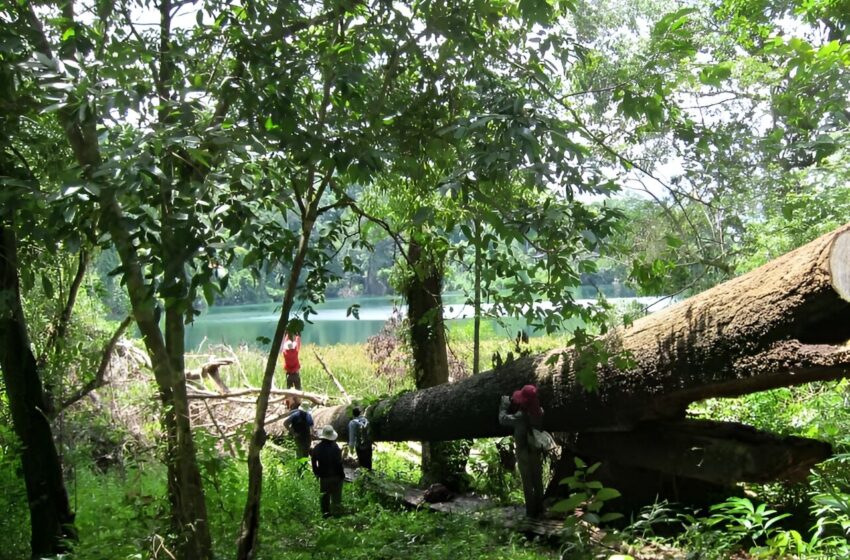  “Maintenir la diversité des forêts asiatiques pour éviter l'impact du changement climatique”, suggère une nouvelle étude