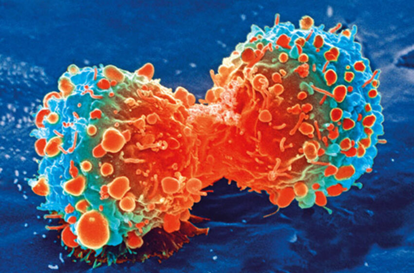  Pourquoi la présence de cellules saines permet au cancer de résister au traitement