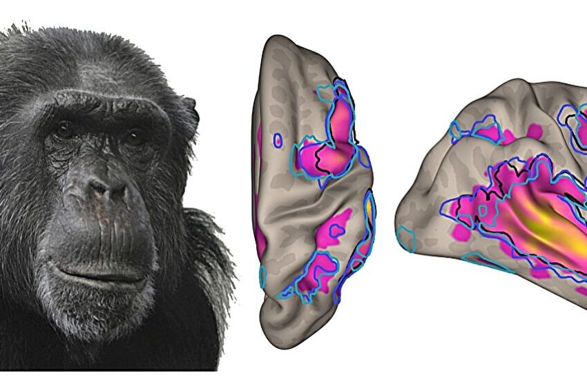  Pouvons-nous décoder le langage de nos cousins ​​primates ?