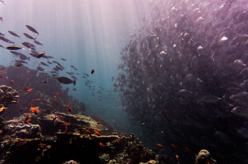  Première estimation mondiale du commerce des aquariums marins pour encourager les pratiques durables