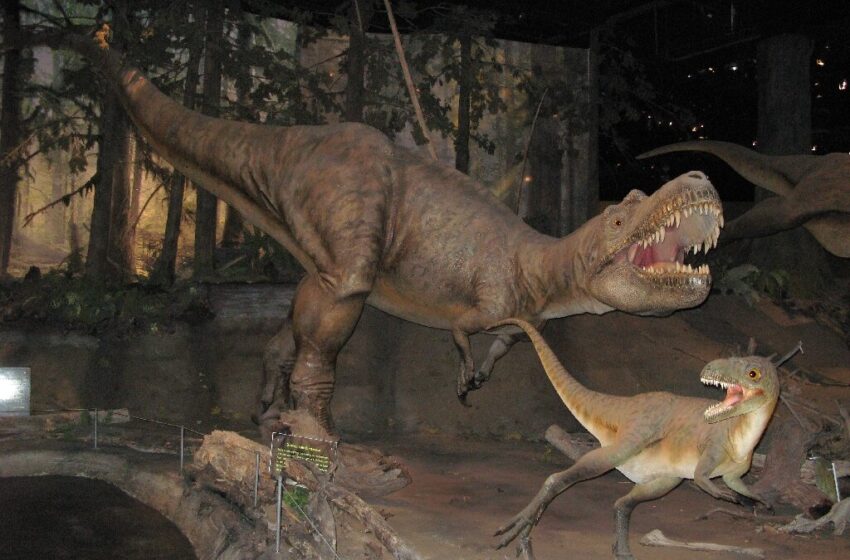  Première proie trouvée dans l'estomac d'un tyrannosaure