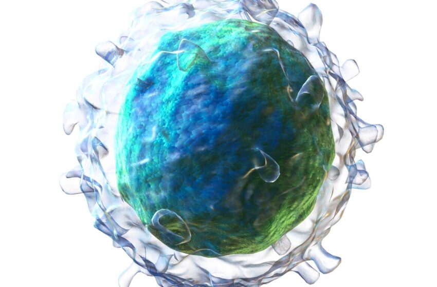  Selon une étude, les patients déficients en lymphocytes B acquièrent une immunité protectrice contre les lymphocytes T après la vaccination et l’infection par le SRAS-CoV-2
