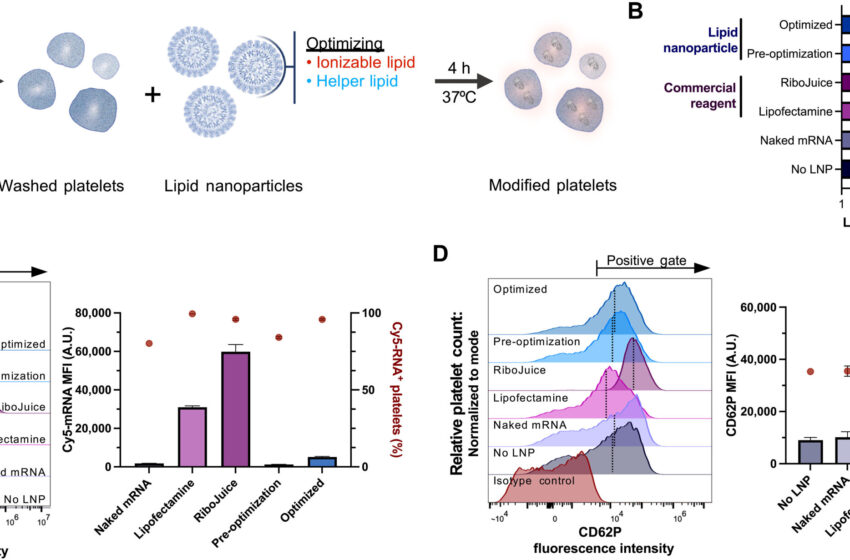  Thérapies cellulaires génétiquement modifiées avec des nanoparticules lipidiques d'ARNm pour les plaquettes transférables