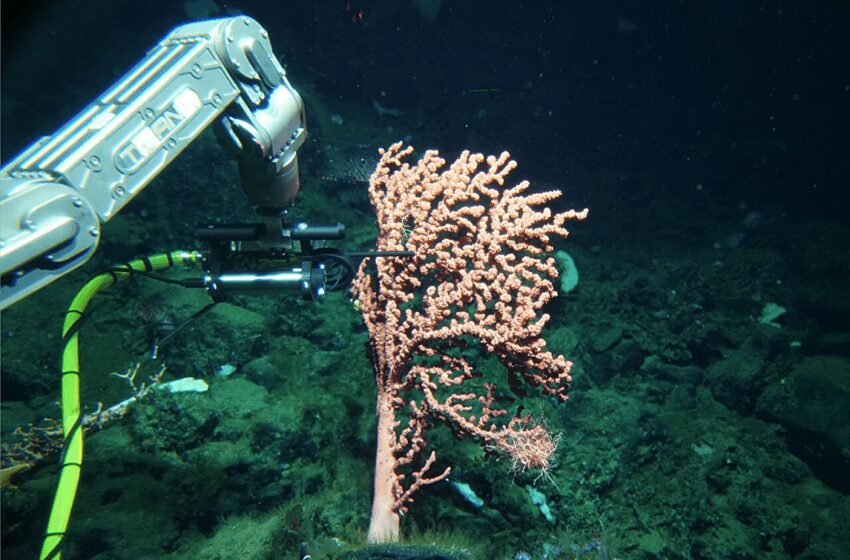  Un capteur en haute mer révèle que les coraux produisent des espèces réactives de l'oxygène